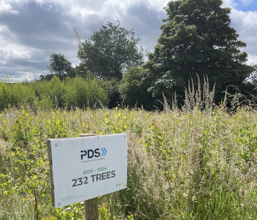 Trees planted by PDS. Sustainability.